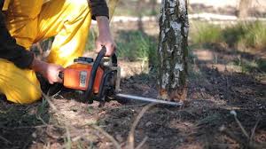 Tree and Shrub Care in Conway, SC