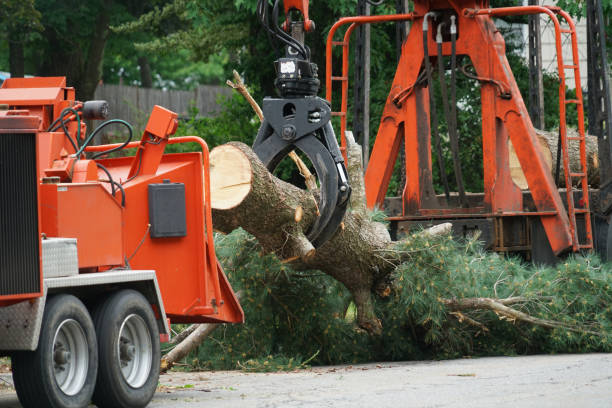 Best Hazardous Tree Removal  in Conway, SC